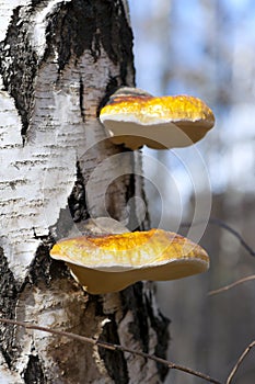 Birch polypore mushrooms (Piptoporus betulinus)