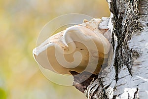 Birch polypore, Piptoporus betulinus, Fomitopsis betulina. A mushroom grows from the trunk of a tree photo