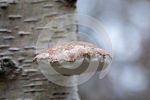 Birch Polypore or razorstrop fungus on birch tree close-up view