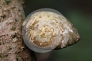Birch Polypore or razorstrop fungus on birch tree close-up view