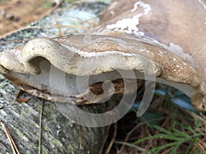 Birch polypore
