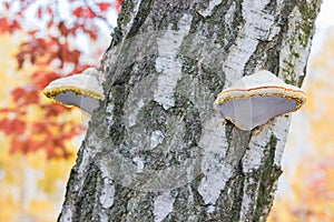 Birch polypores on a birch tree close-up
