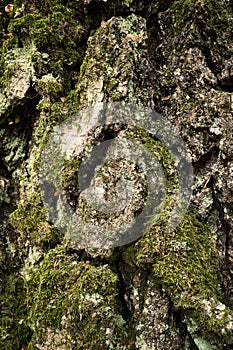 Birch rind pattern. Moss-grown trunk of aged birch tree. Close-up vertical picture