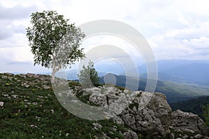 Birch on rock of Lago-Naki plateau in summer