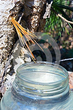 Birch SAP dripping into the jar . Sibir ,Yugra.