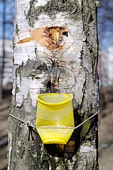 Birch sap