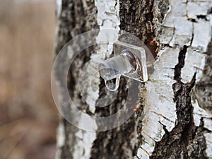 Birch sap. Plastic tap for juice collection.
