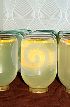 Birch sap rolled into three-liter glass jars.