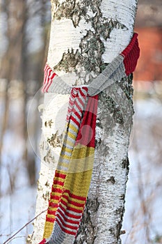 Birch with a Scarf