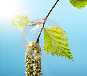 Birch seed and young green leaf over light blue