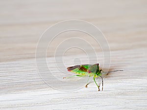 Birch shield bug stink bug on wooden background