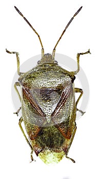 Birch Shield Bug on white Background