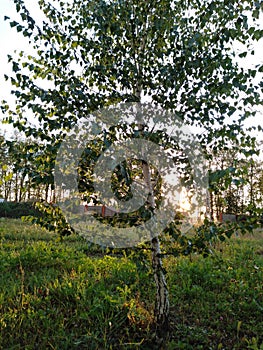 Lone birch at sunset