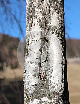 birch with the slit in the cortex with the shape like a vagina