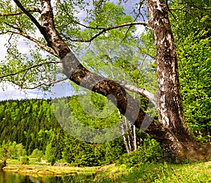 Birch at the Small Arber Lake