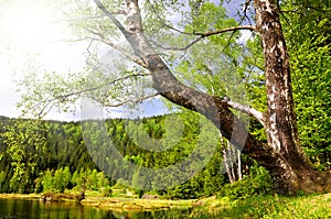 Birch at the Small Arber Lake in National Park Bavarian Forest