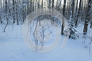 Birch snow forest winter morning dawn