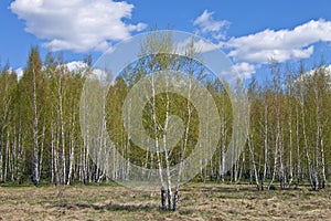 Birch spring