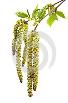 Birch spring foliage