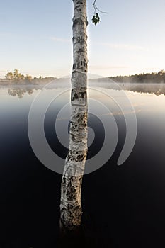 Birch Stem with Carved Initials in Moor Water