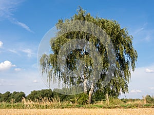 Birch at a stubble field