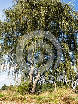 Birch at a stubble field