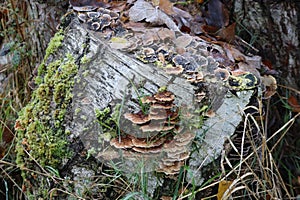 Birch stump in Autumn