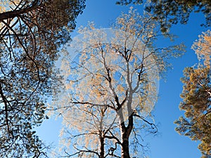 A birch surrounded by pines