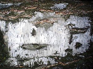 Birch. texture. bark. background.