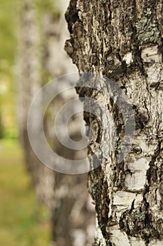 Birch texture close-up in the forest