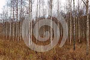 Birch Thicket photo