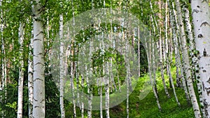 Birch thicket on the mountainside on a summer day.