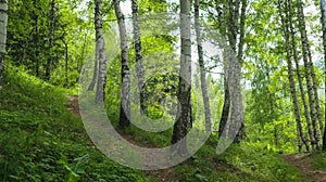 Birch thicket on the mountainside on a summer day.