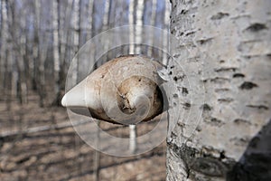 The birch tinder fungus is a fungus belonging to the genus Piptoporus of the family Fomitopsidaceae. It grows on the trunks of