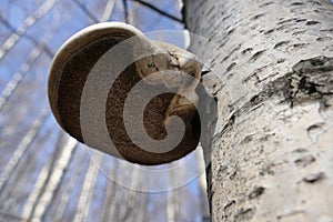 The birch tinder fungus is a fungus belonging to the genus Piptoporus of the family Fomitopsidaceae. It grows on the trunks of