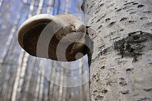 The birch tinder fungus is a fungus belonging to the genus Piptoporus of the family Fomitopsidaceae. It grows on the trunks of