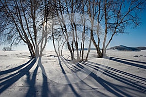 Birch tree