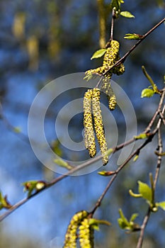 birch tree