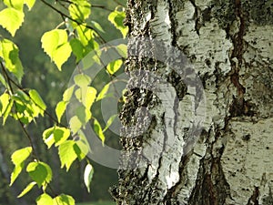 Birch tree