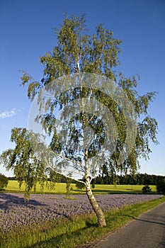 Birch tree