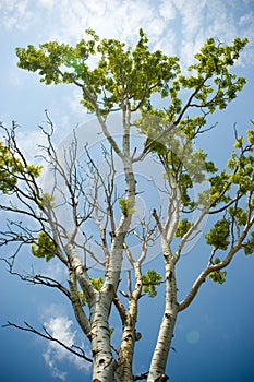 Birch tree