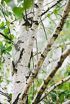 Birch tree