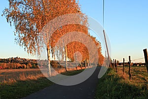 Birch tree alley on sunset