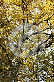 Birch tree in autumn