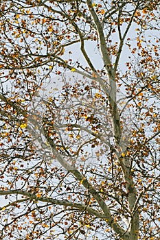 A birch tree autumn background