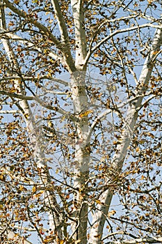 A birch tree autumn background