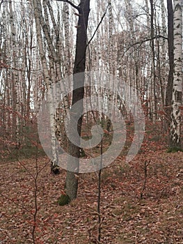 birch tree autumn forest