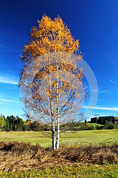 Birch Tree in Autumn