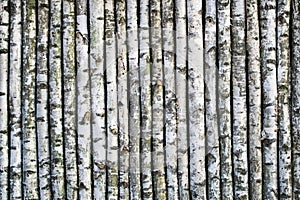 Birch Tree Background photo