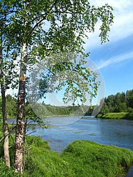 Birch tree on the bank of the river in summer late morning sunny day.